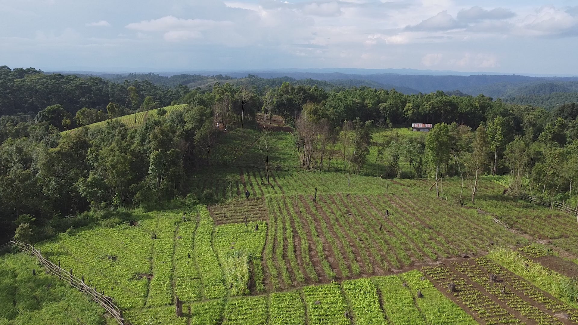 Jaintia Hills Meghalaya, Lakadong Turmeric growing region, northeast India