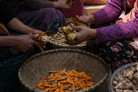 Lakadong Turmeric rhizomes from Jaintia Hills Meghalaya, high curcumin turmeric for export, GI-tagged